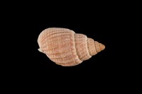 藏品(正織紋螺)的圖片